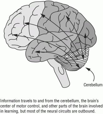 cerebellum jensen2005_fig4.1